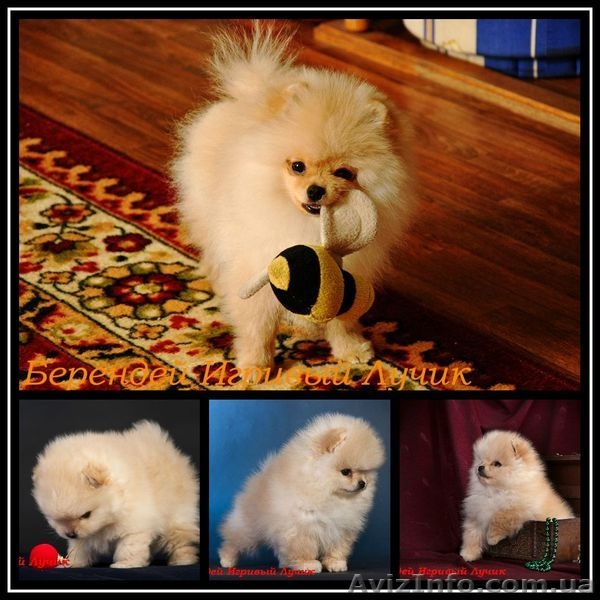 мальчик. померанского шпица. Документы КСУ,Днепропетровск - <ro>Изображение</ro><ru>Изображение</ru> #3, <ru>Объявление</ru> #544514