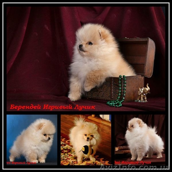 мальчик. померанского шпица. Документы КСУ,Днепропетровск - <ro>Изображение</ro><ru>Изображение</ru> #5, <ru>Объявление</ru> #544514