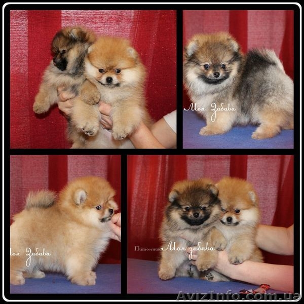 мальчик. померанского шпица. Документы КСУ,Днепропетровск - <ro>Изображение</ro><ru>Изображение</ru> #6, <ru>Объявление</ru> #544514