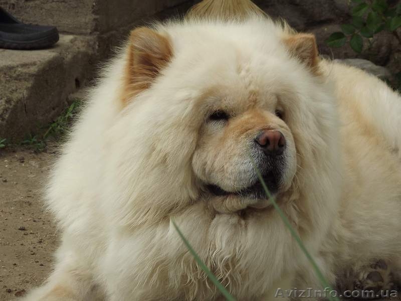 Чау-чау, щенки шоу класса, Chow Chow puppies - <ro>Изображение</ro><ru>Изображение</ru> #7, <ru>Объявление</ru> #917405
