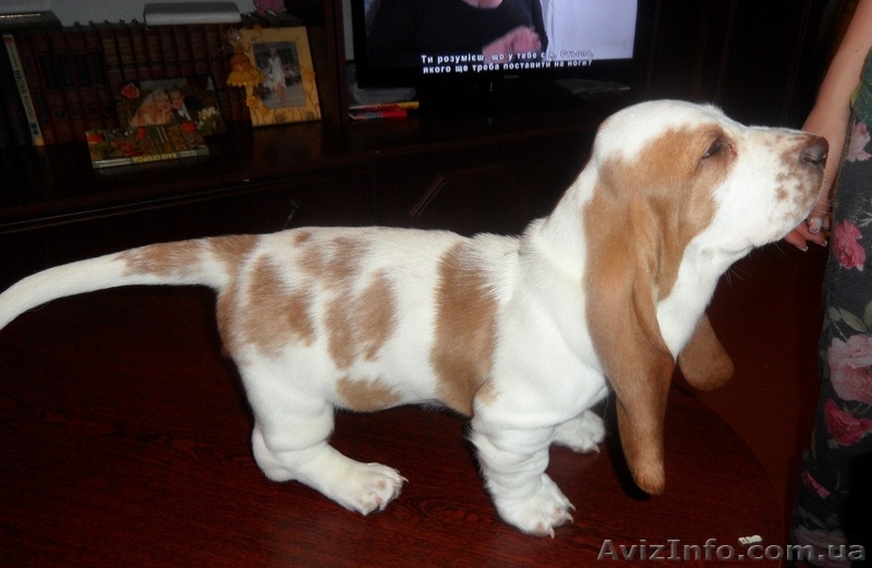 Бассет-Хаунда щенки  - <ro>Изображение</ro><ru>Изображение</ru> #3, <ru>Объявление</ru> #916835