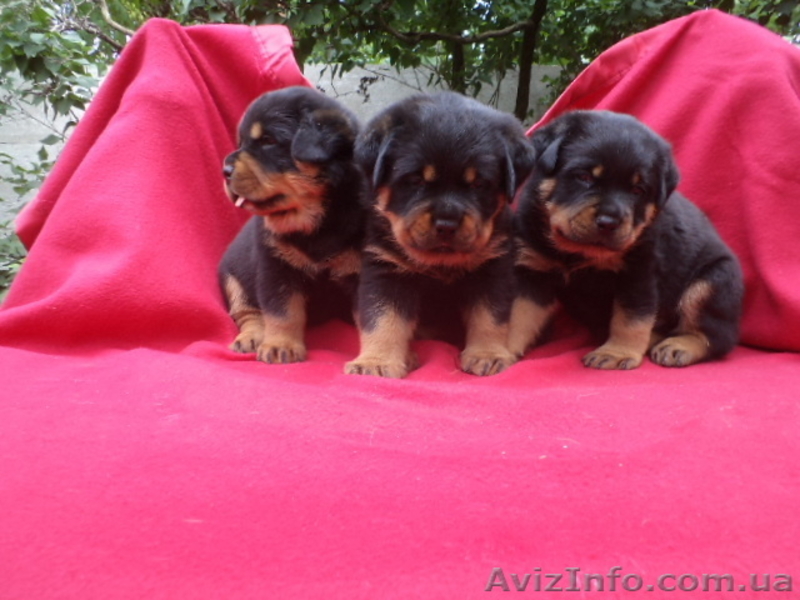 Ротвейлер щеночки - <ro>Изображение</ro><ru>Изображение</ru> #5, <ru>Объявление</ru> #918586