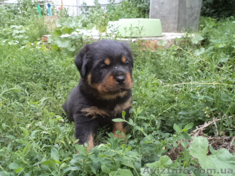 Ротвейлер щеночки - <ro>Изображение</ro><ru>Изображение</ru> #6, <ru>Объявление</ru> #918586