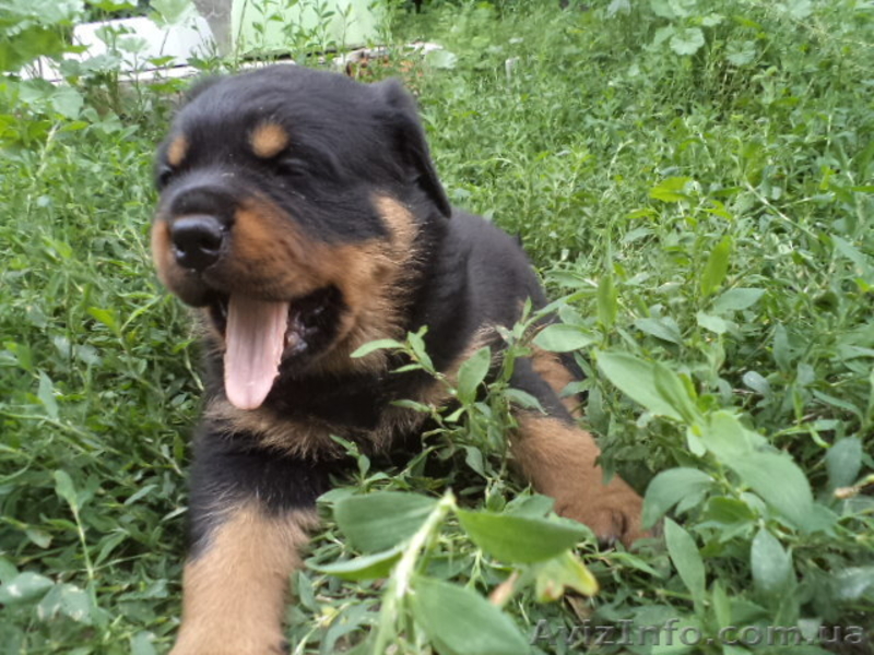 Ротвейлер щеночки - <ro>Изображение</ro><ru>Изображение</ru> #7, <ru>Объявление</ru> #918586