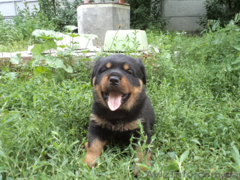 Ротвейлер щеночки - <ro>Изображение</ro><ru>Изображение</ru> #8, <ru>Объявление</ru> #918586