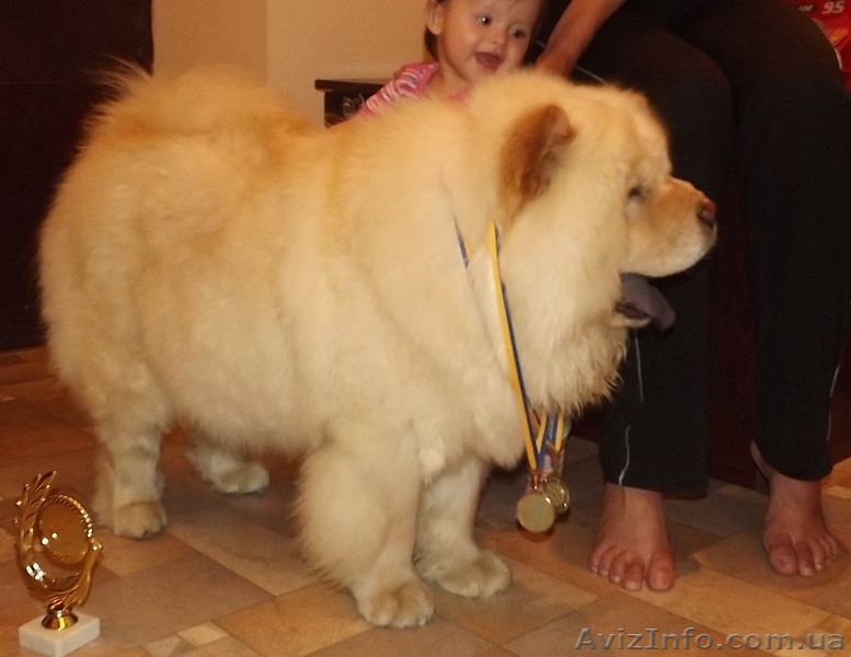 Чау-чау, щенки шоу класса, Chow Chow puppies - <ro>Изображение</ro><ru>Изображение</ru> #6, <ru>Объявление</ru> #917405