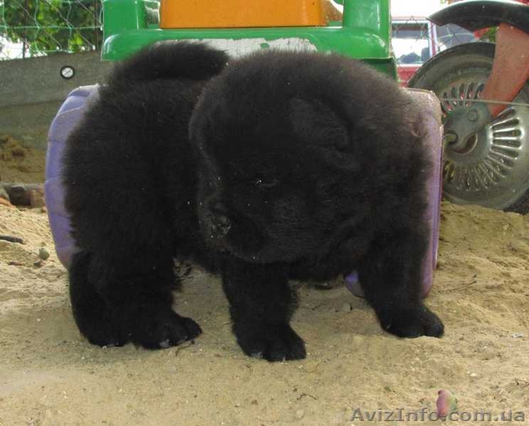 Чау-чау, щенки шоу класса, Chow Chow puppies - <ro>Изображение</ro><ru>Изображение</ru> #5, <ru>Объявление</ru> #917405