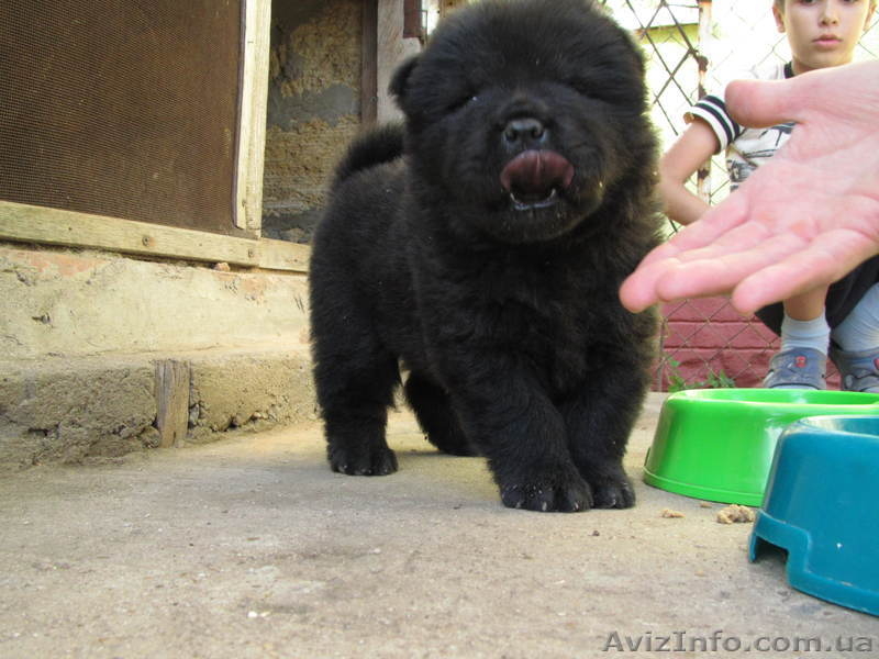 Чау-чау, щенки шоу класса, Chow Chow puppies - <ro>Изображение</ro><ru>Изображение</ru> #4, <ru>Объявление</ru> #917405