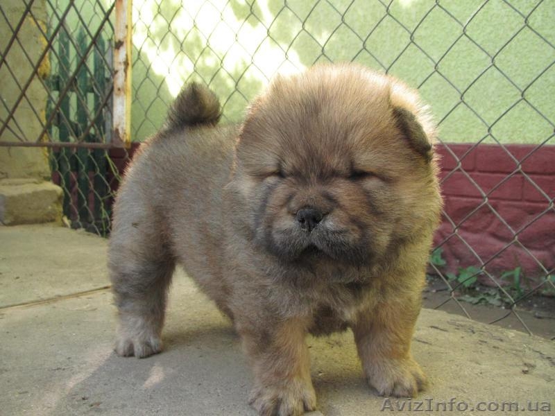 Чау-чау, щенки шоу класса, Chow Chow puppies - <ro>Изображение</ro><ru>Изображение</ru> #3, <ru>Объявление</ru> #917405