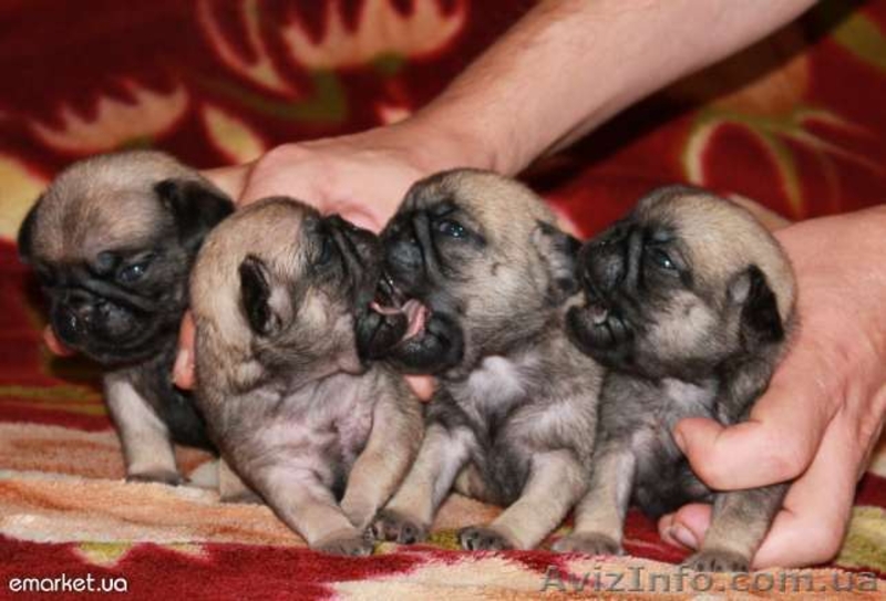 IU.KALUGIN@I.UA  80934102873 - <ro>Изображение</ro><ru>Изображение</ru> #3, <ru>Объявление</ru> #920455