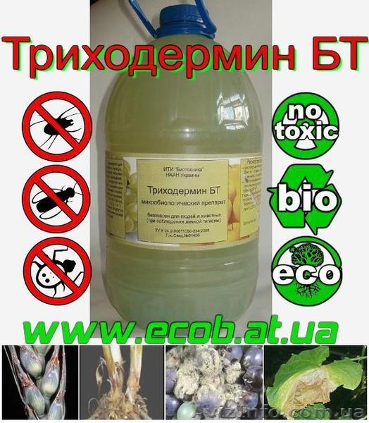 ЭКО Технология выращивания Пшеницы, Кукурузы и Подсолнечника. - <ro>Изображение</ro><ru>Изображение</ru> #4, <ru>Объявление</ru> #911887