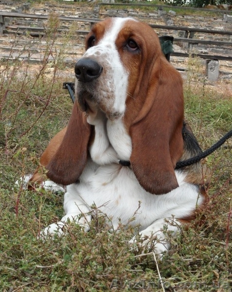 Щенок Бассет-Хаунда - <ro>Изображение</ro><ru>Изображение</ru> #3, <ru>Объявление</ru> #909803