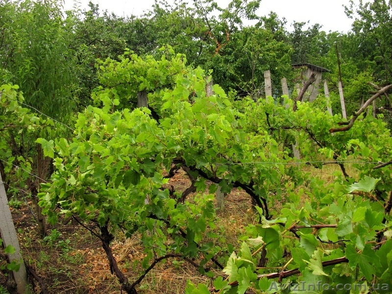 Срочно! Продам дачу с участком 6 соток, 35 км от Одессы  - <ro>Изображение</ro><ru>Изображение</ru> #3, <ru>Объявление</ru> #930688