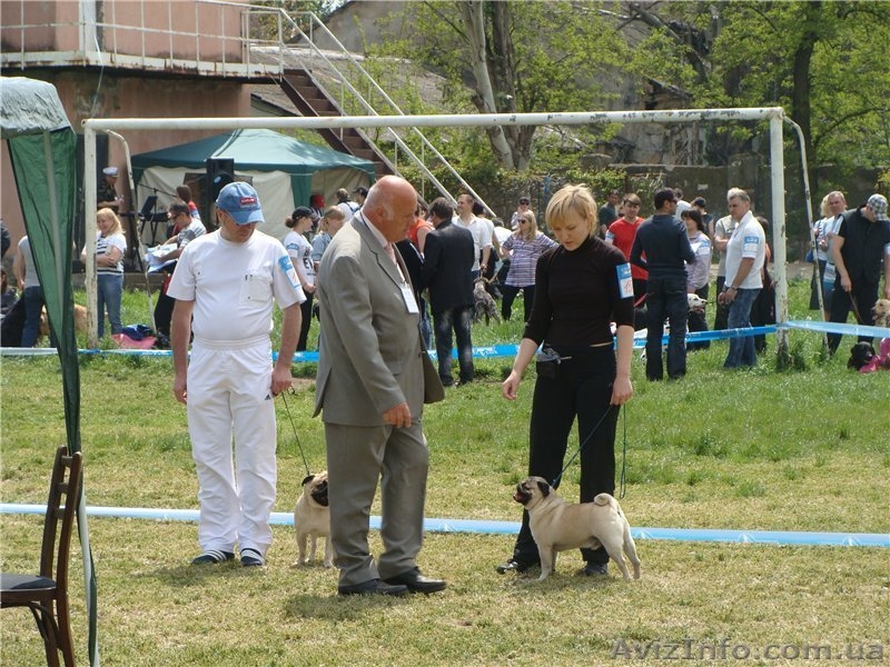 Продам щенка мопса, мальчик, бежевый, с документами УКФ - <ro>Изображение</ro><ru>Изображение</ru> #4, <ru>Объявление</ru> #948166