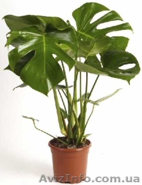 Зелёные растения по самым низким ценам - <ro>Изображение</ro><ru>Изображение</ru> #5, <ru>Объявление</ru> #939063