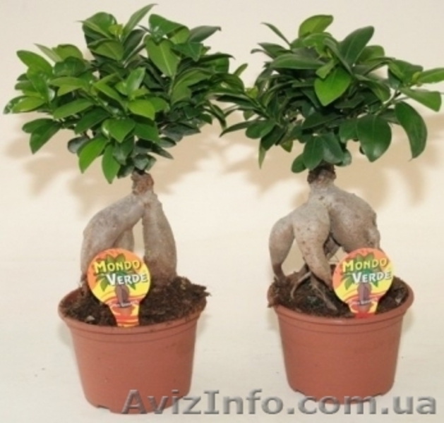Зелёные растения по самым низким ценам - <ro>Изображение</ro><ru>Изображение</ru> #4, <ru>Объявление</ru> #939063