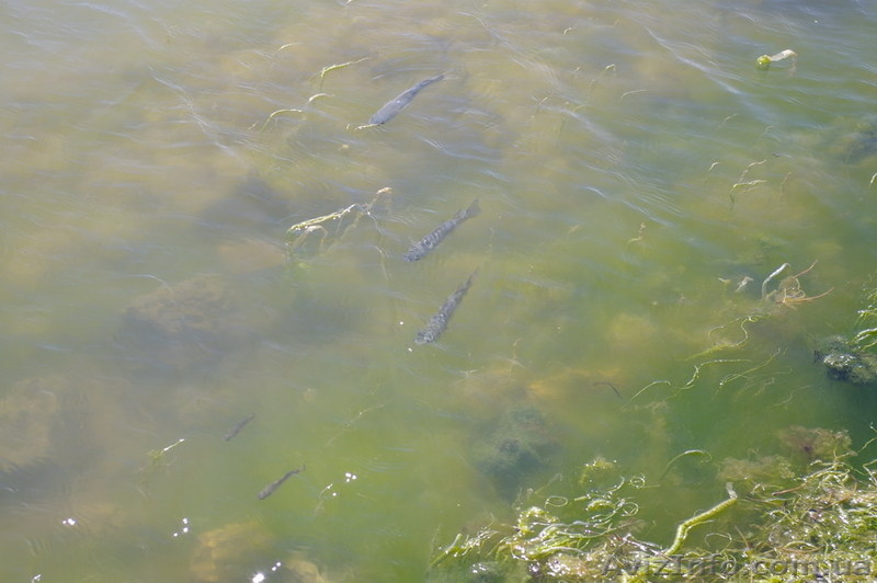 Продам дачу в районе пос.НАТИ на берегу Хаджибейского лимана. - <ro>Изображение</ro><ru>Изображение</ru> #6, <ru>Объявление</ru> #965596