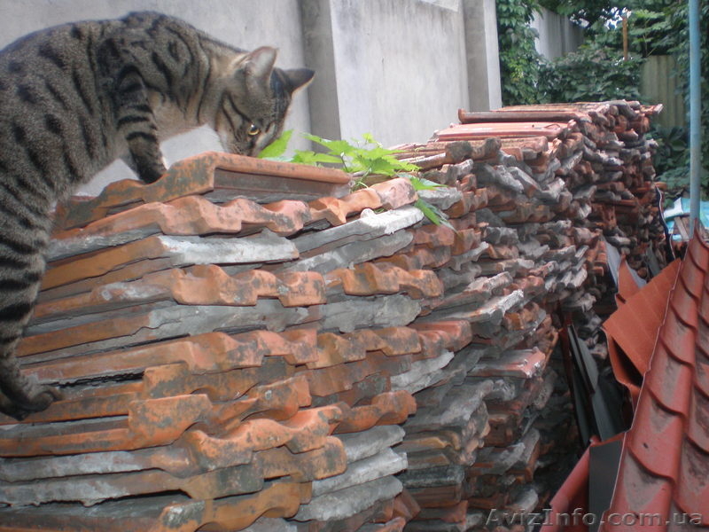 черепицу старого пр-ва "ВИЦЕБСК" 102м.кв.  - <ro>Изображение</ro><ru>Изображение</ru> #3, <ru>Объявление</ru> #964742