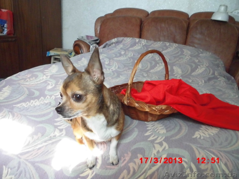 Щенки чихуахуа черные и рыжие - <ro>Изображение</ro><ru>Изображение</ru> #7, <ru>Объявление</ru> #962851