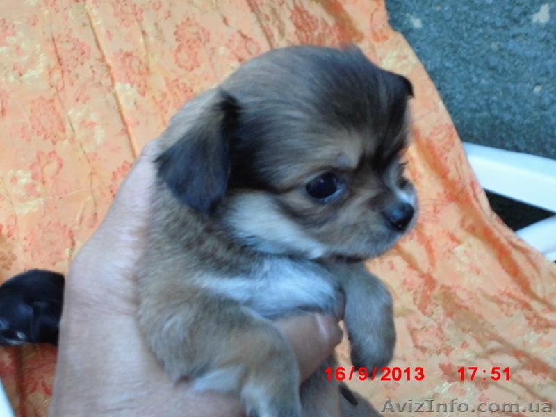 Щенки чихуахуа черные и рыжие - <ro>Изображение</ro><ru>Изображение</ru> #3, <ru>Объявление</ru> #962851