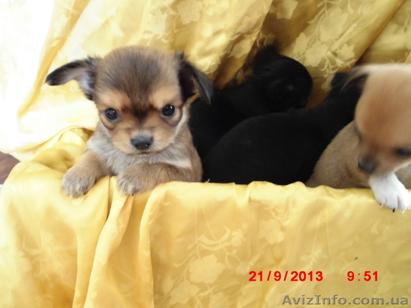 Щенки чихуахуа черные и рыжие - <ro>Изображение</ro><ru>Изображение</ru> #4, <ru>Объявление</ru> #962851