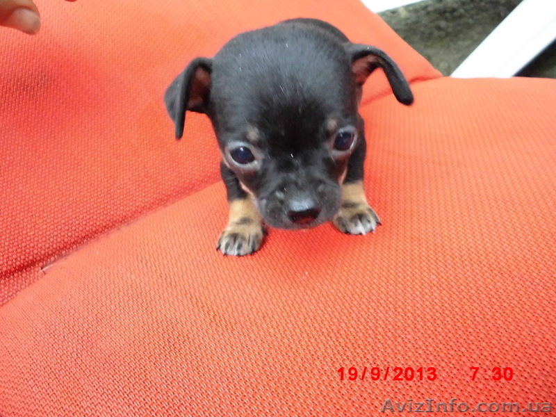 Щенки чихуахуа черные и рыжие - <ro>Изображение</ro><ru>Изображение</ru> #5, <ru>Объявление</ru> #962851