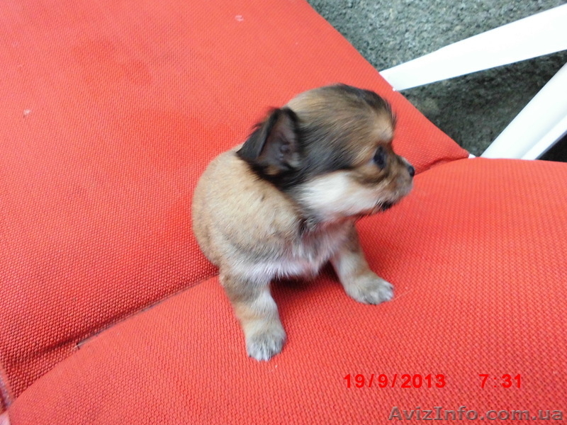 Щенки чихуахуа черные и рыжие - <ro>Изображение</ro><ru>Изображение</ru> #6, <ru>Объявление</ru> #962851