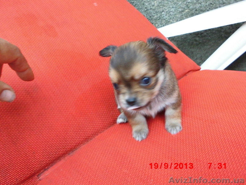 Щенки чихуахуа черные и рыжие - <ro>Изображение</ro><ru>Изображение</ru> #8, <ru>Объявление</ru> #962851