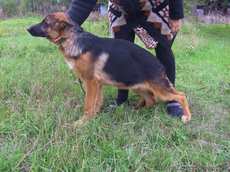 Продам Шенков Срочно - <ro>Изображение</ro><ru>Изображение</ru> #3, <ru>Объявление</ru> #971963