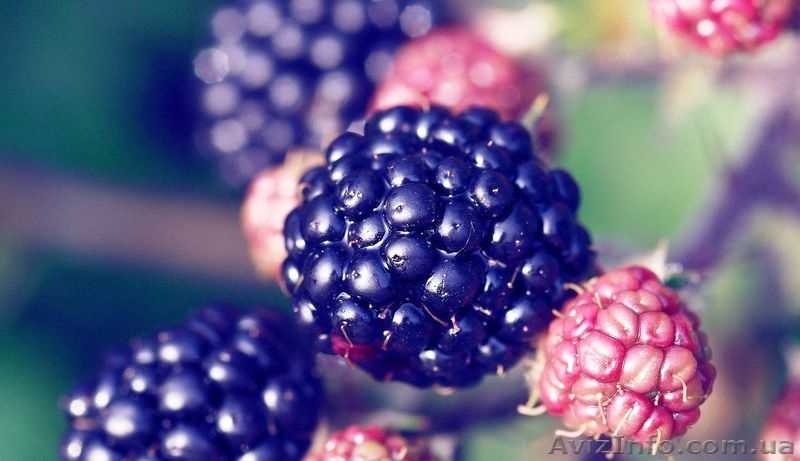 Домашние конфитюры - ручная работа - <ro>Изображение</ro><ru>Изображение</ru> #4, <ru>Объявление</ru> #976425