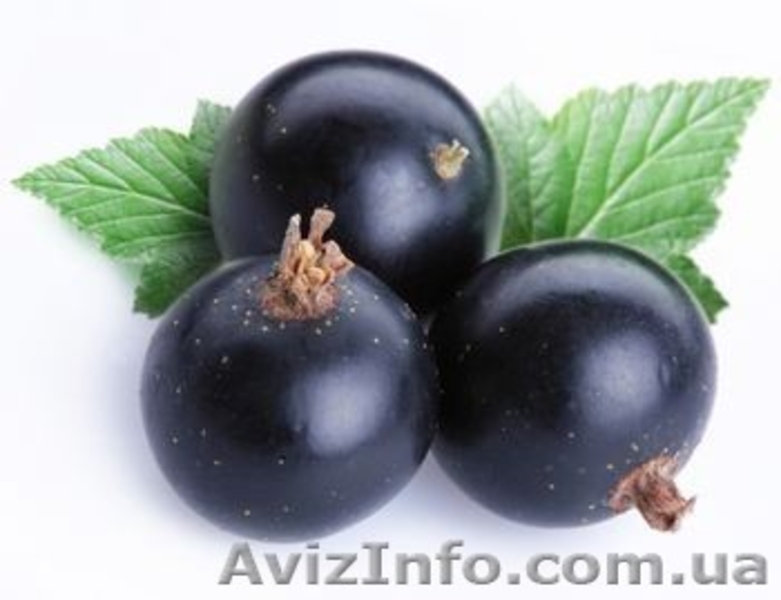 Домашние конфитюры - ручная работа - <ro>Изображение</ro><ru>Изображение</ru> #7, <ru>Объявление</ru> #976425