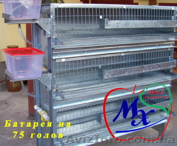 Брудер для выращивания суточных перепелов. - <ro>Изображение</ro><ru>Изображение</ru> #4, <ru>Объявление</ru> #968561