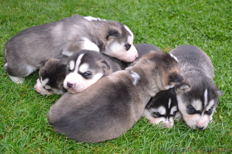 Чистокровные щенки Хаски (Husky) из питомника Golden Team - <ro>Изображение</ro><ru>Изображение</ru> #6, <ru>Объявление</ru> #1001193