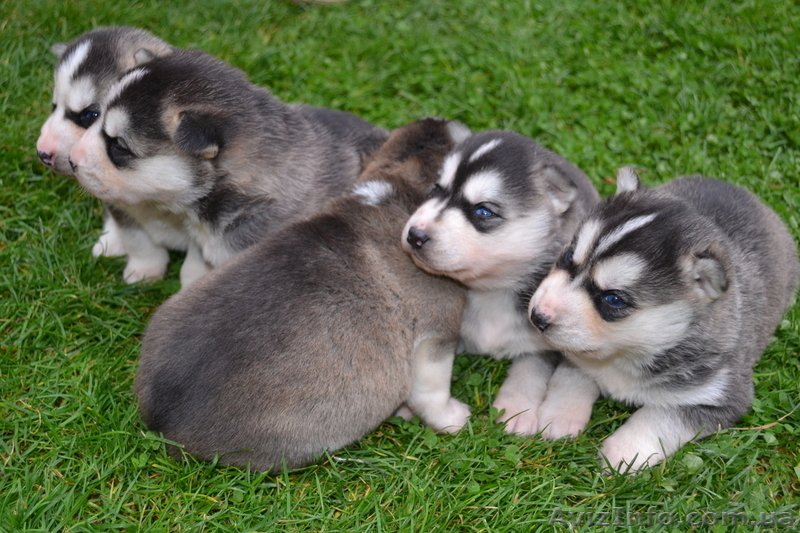 Чистокровные щенки Хаски (Husky) из питомника Golden Team - <ro>Изображение</ro><ru>Изображение</ru> #7, <ru>Объявление</ru> #1001193