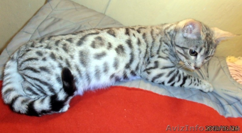 Продаю бенгалов срочно!! - <ro>Изображение</ro><ru>Изображение</ru> #3, <ru>Объявление</ru> #955792