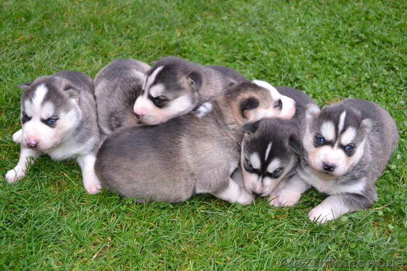 Чистокровные щенки Хаски (Husky) из питомника Golden Team - <ro>Изображение</ro><ru>Изображение</ru> #4, <ru>Объявление</ru> #1001193