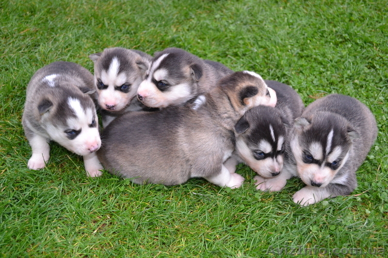 Чистокровные щенки Хаски (Husky) из питомника Golden Team - <ro>Изображение</ro><ru>Изображение</ru> #5, <ru>Объявление</ru> #1001193