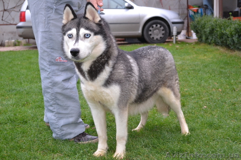 Чистокровные щенки Хаски (Husky) из питомника Golden Team - <ro>Изображение</ro><ru>Изображение</ru> #3, <ru>Объявление</ru> #1001193