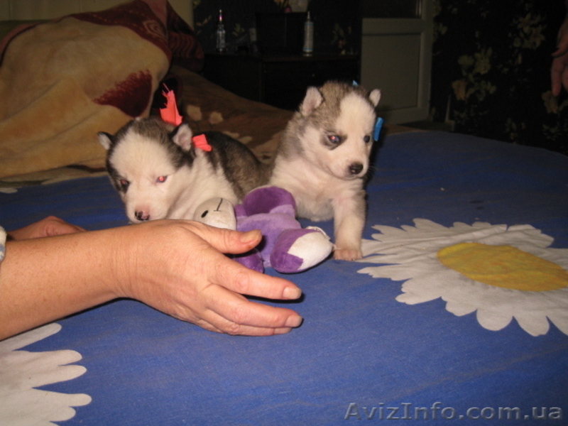 Продам шикарных щенков Сибирской Хаски - <ro>Изображение</ro><ru>Изображение</ru> #3, <ru>Объявление</ru> #999299