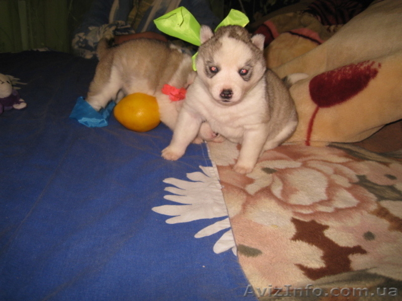 Продам шикарных щенков Сибирской Хаски - <ro>Изображение</ro><ru>Изображение</ru> #4, <ru>Объявление</ru> #999299