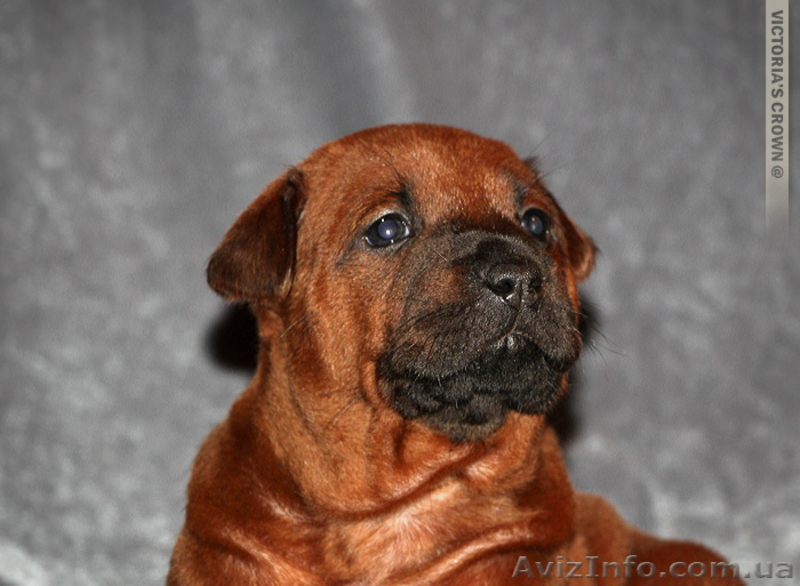 Тайский риджбек, красные щенки - <ro>Изображение</ro><ru>Изображение</ru> #3, <ru>Объявление</ru> #1001614