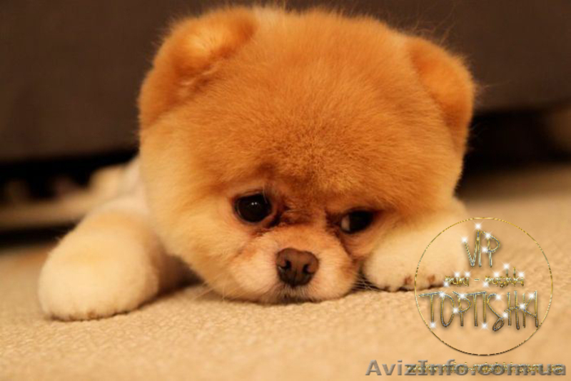 Щеночки карликового померанского шпица эксклюзивно высокого качества VIP-Classa - <ro>Изображение</ro><ru>Изображение</ru> #7, <ru>Объявление</ru> #1004209
