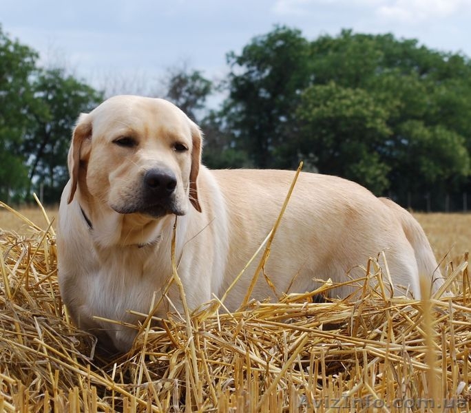  палевые щенки лабрадора - <ro>Изображение</ro><ru>Изображение</ru> #3, <ru>Объявление</ru> #1011583