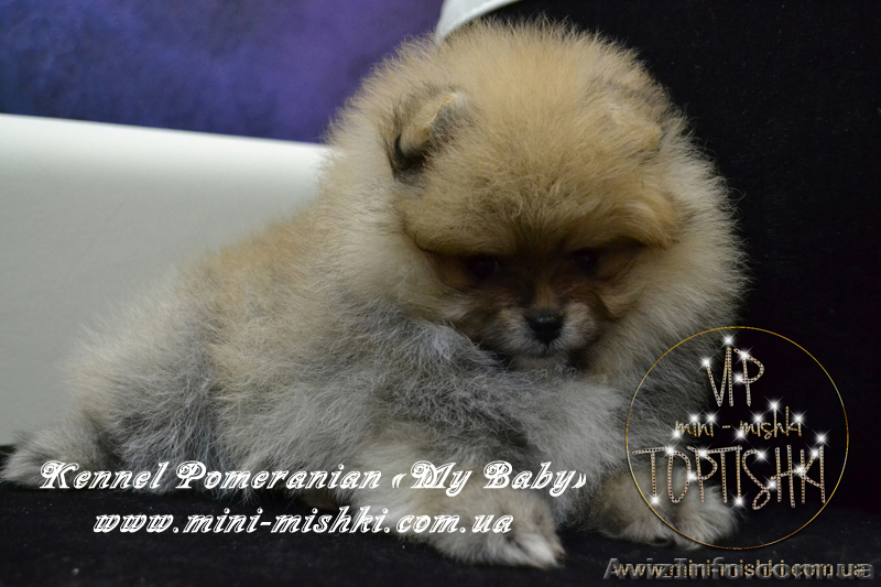 Щеночки карликового померанского шпица эксклюзивно высокого качества VIP-Classa - <ro>Изображение</ro><ru>Изображение</ru> #3, <ru>Объявление</ru> #1004209