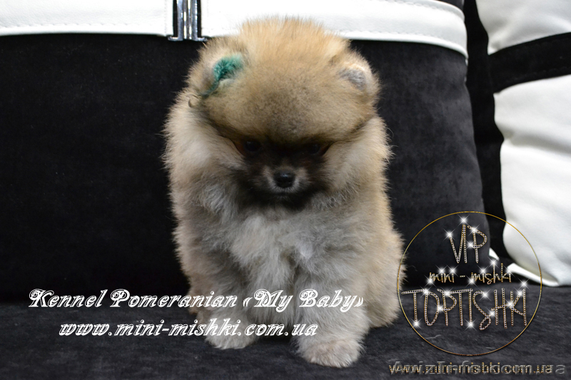 Щеночки карликового померанского шпица эксклюзивно высокого качества VIP-Classa - <ro>Изображение</ro><ru>Изображение</ru> #4, <ru>Объявление</ru> #1004209