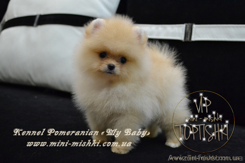 Щеночки карликового померанского шпица эксклюзивно высокого качества VIP-Classa - <ro>Изображение</ro><ru>Изображение</ru> #5, <ru>Объявление</ru> #1004209