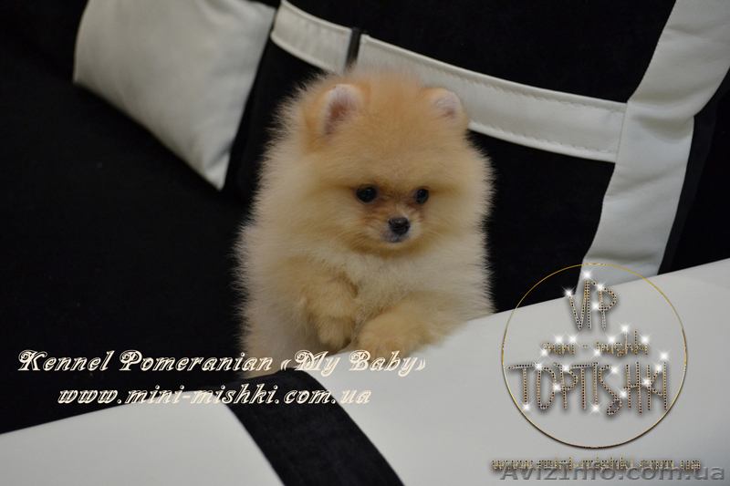 Щеночки карликового померанского шпица эксклюзивно высокого качества VIP-Classa - <ro>Изображение</ro><ru>Изображение</ru> #6, <ru>Объявление</ru> #1004209