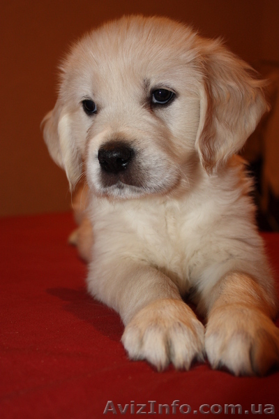 продам щенков голден ретривера - <ro>Изображение</ro><ru>Изображение</ru> #3, <ru>Объявление</ru> #1004587