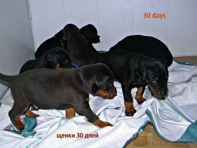 Продам щенков добермана!!! - <ro>Изображение</ro><ru>Изображение</ru> #3, <ru>Объявление</ru> #1006090
