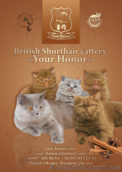 Британский котенок, редкого окраса циннамон! - <ro>Изображение</ro><ru>Изображение</ru> #3, <ru>Объявление</ru> #1029729